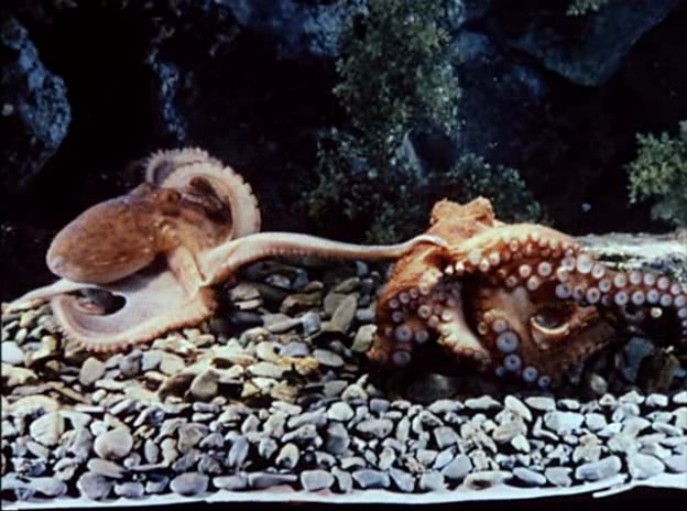 章鱼的爱情生活 Les amours de la pieuvre