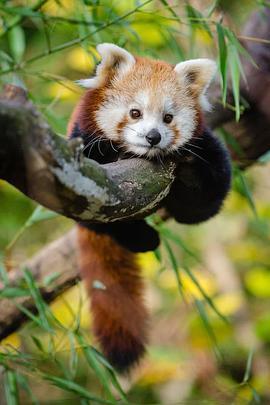 <span style='color:red'>Red Panda: World's Cutest Animal</span>