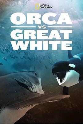 虎鲸对上大白鲨 Orca vs. Great White