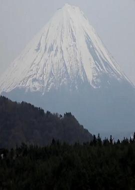 青木原森林 AOKIGAHARA SUICIDE FOREST