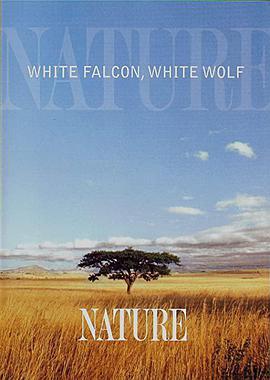 <span style='color:red'>生命如歌</span> White Falcon White Wolf