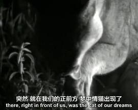 BBC 自然世界 镜头前的五虎将BBC Natural World Five Big <span style='color:red'>Cats</span> and a Camera