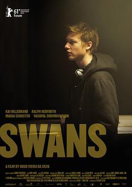 天鹅 Swans