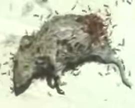 Dead Mouse with Ants