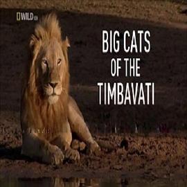提姆巴瓦提国家公园的传奇大猫 Big <span style='color:red'>Cats</span> of the Timbavati