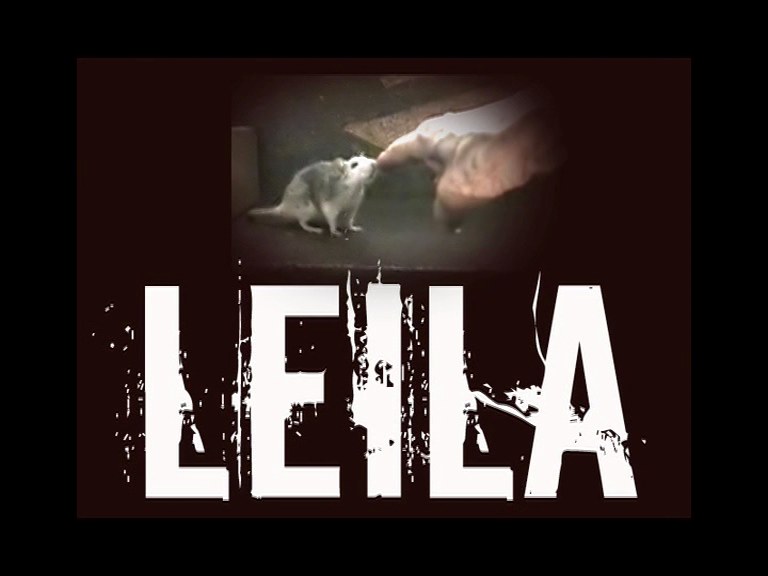 莱拉攻击 Leila Attacks
