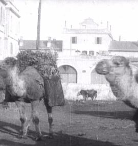 <span style='color:red'>煤炭</span>市场 Sousse: Marché aux charbons (avec chameaux)