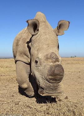 苏丹：最后的犀牛 <span style='color:red'>Sudan</span>: The Last Of The Rhinos