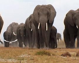 象：兽群中的窥探 <span style='color:red'>Elephants</span>: Spy in the Herd