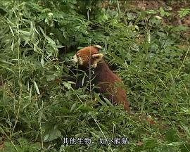国家地理 - 大熊猫 National <span style='color:red'>Geographic</span> - Giant Panda