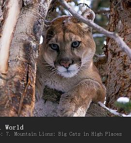 山狮：高地的大猫 Mountain Lions: Big Cats in High P<span style='color:red'>laces</span>