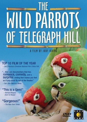 野鹦鹉 The Wild Parrots of Teleg<span style='color:red'>raph</span> Hill