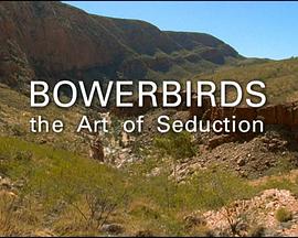 园丁鸟的魅力艺术 BBC Natural World Bowerbird The Art of <span style='color:red'>Seduction</span>