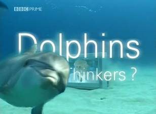 BBC<span style='color:red'>海</span><span style='color:red'>豚</span>智力之谜 BBC <span style='color:red'>Dolphins</span> - Deep Thinkers