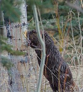 自然世界：河狸破坏王 Natural World: Beavers <span style='color:red'>Behaving</span> Badly